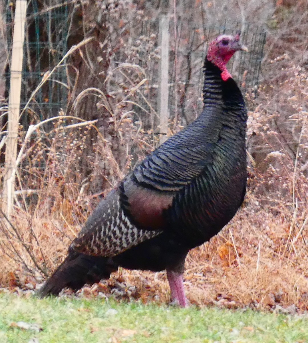 火雞 - ML647320204