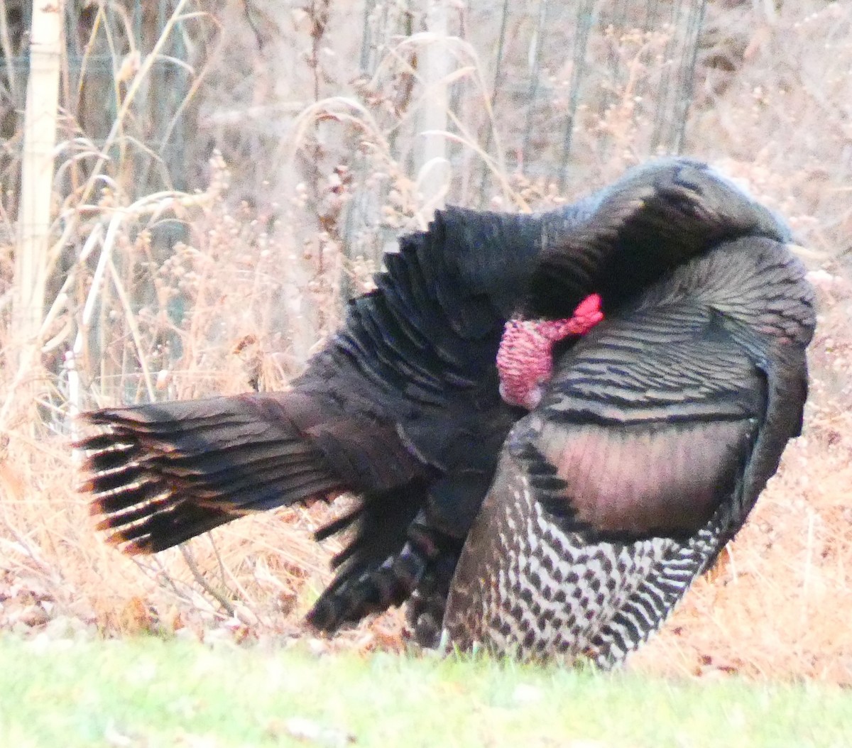 火雞 - ML647320205