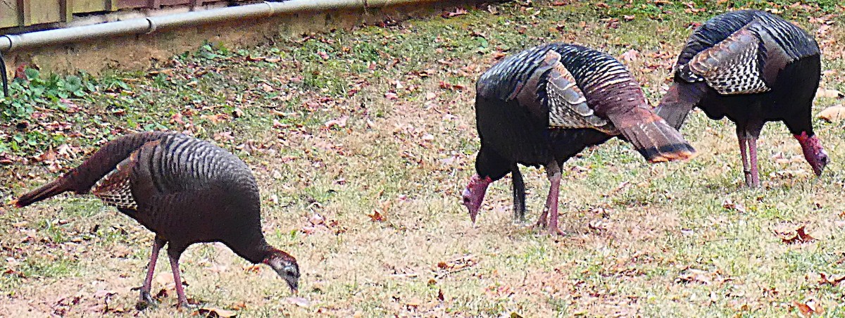 火雞 - ML647320206