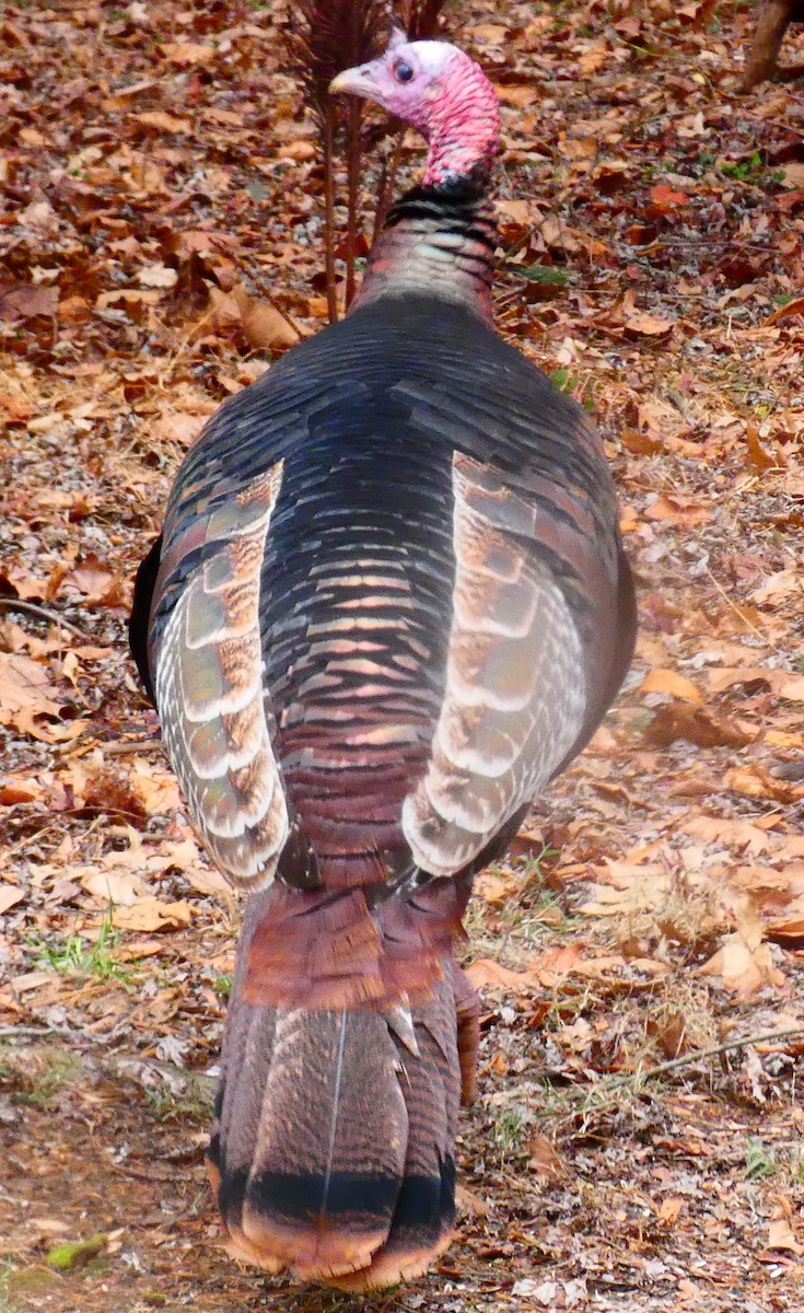 火雞 - ML647320207