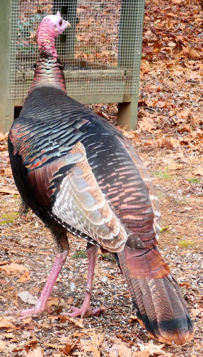 火雞 - ML647320208