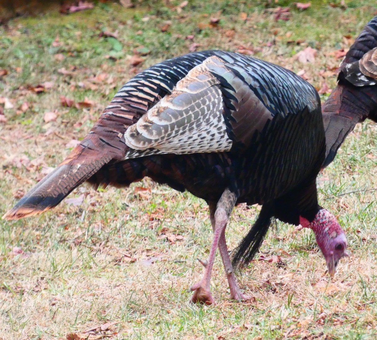 火雞 - ML647320209