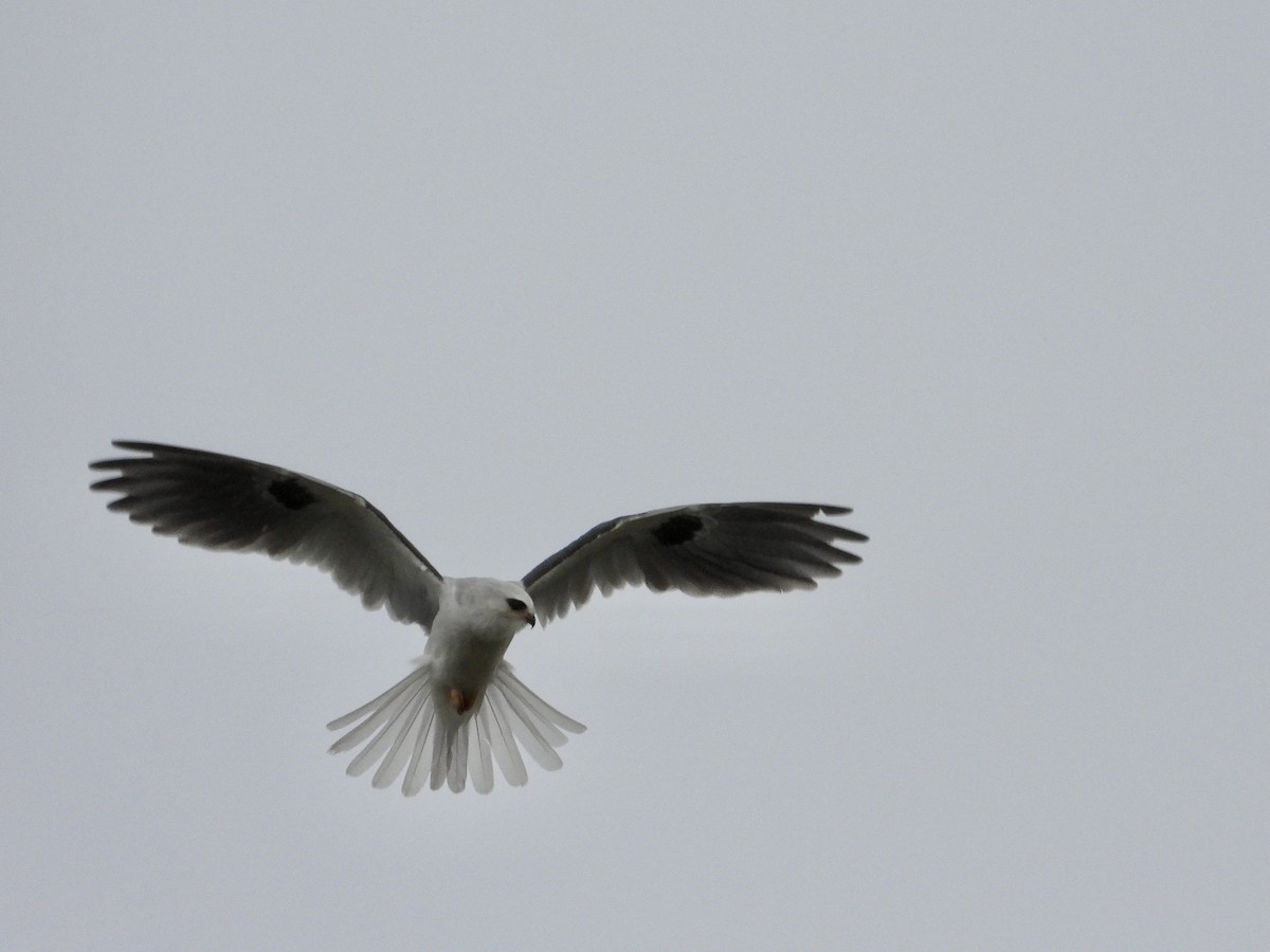 White-tailed Kite - ML647320210