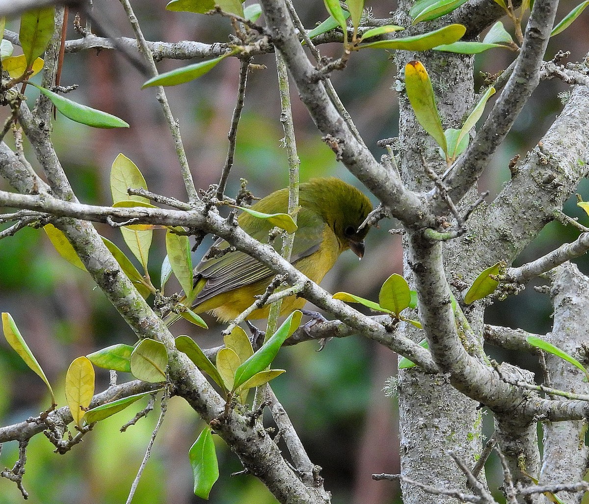 Painted Bunting - ML647320213