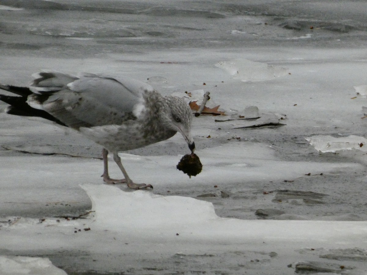 鷗亞科 - ML647320214