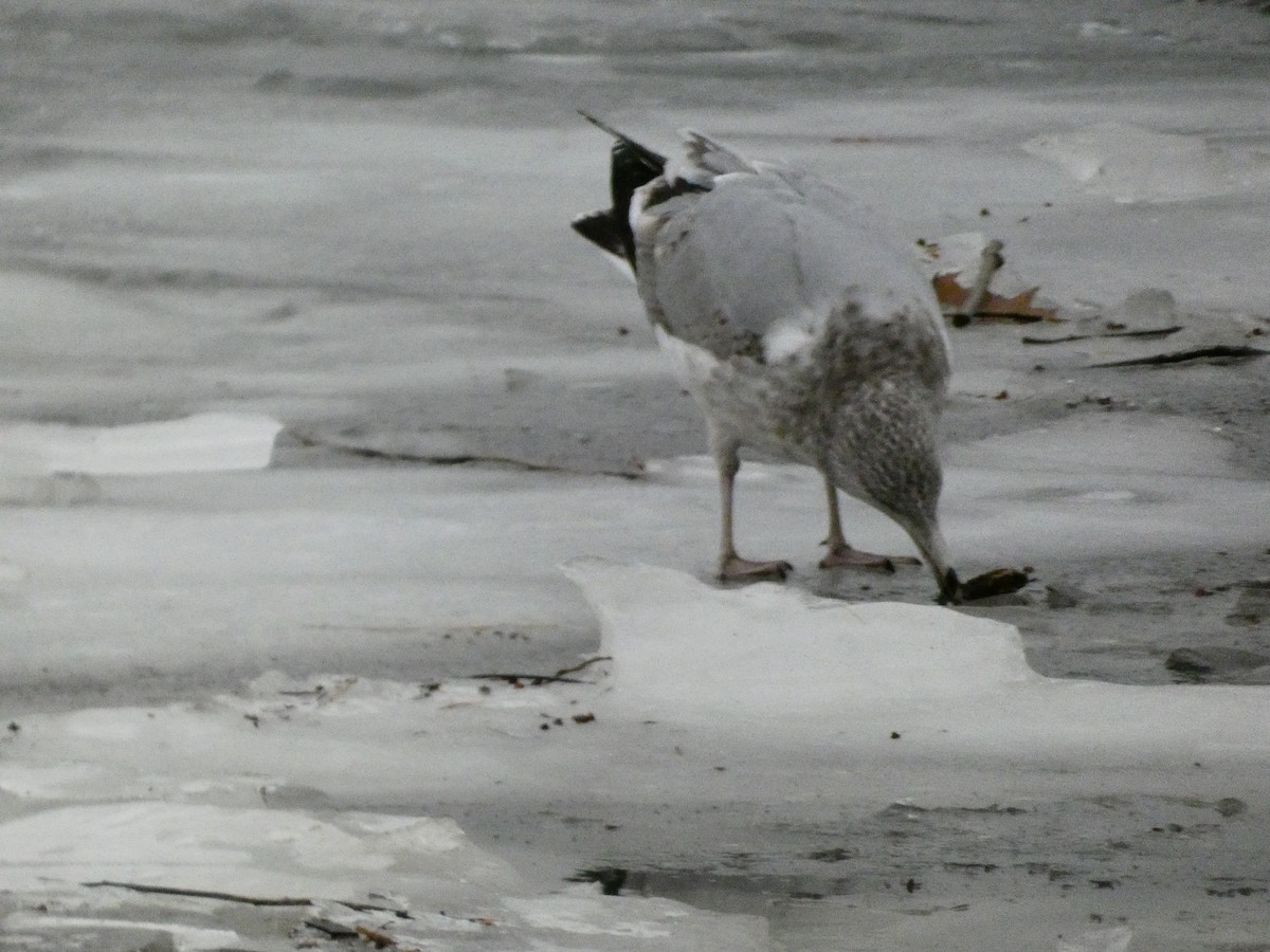 鷗亞科 - ML647320215