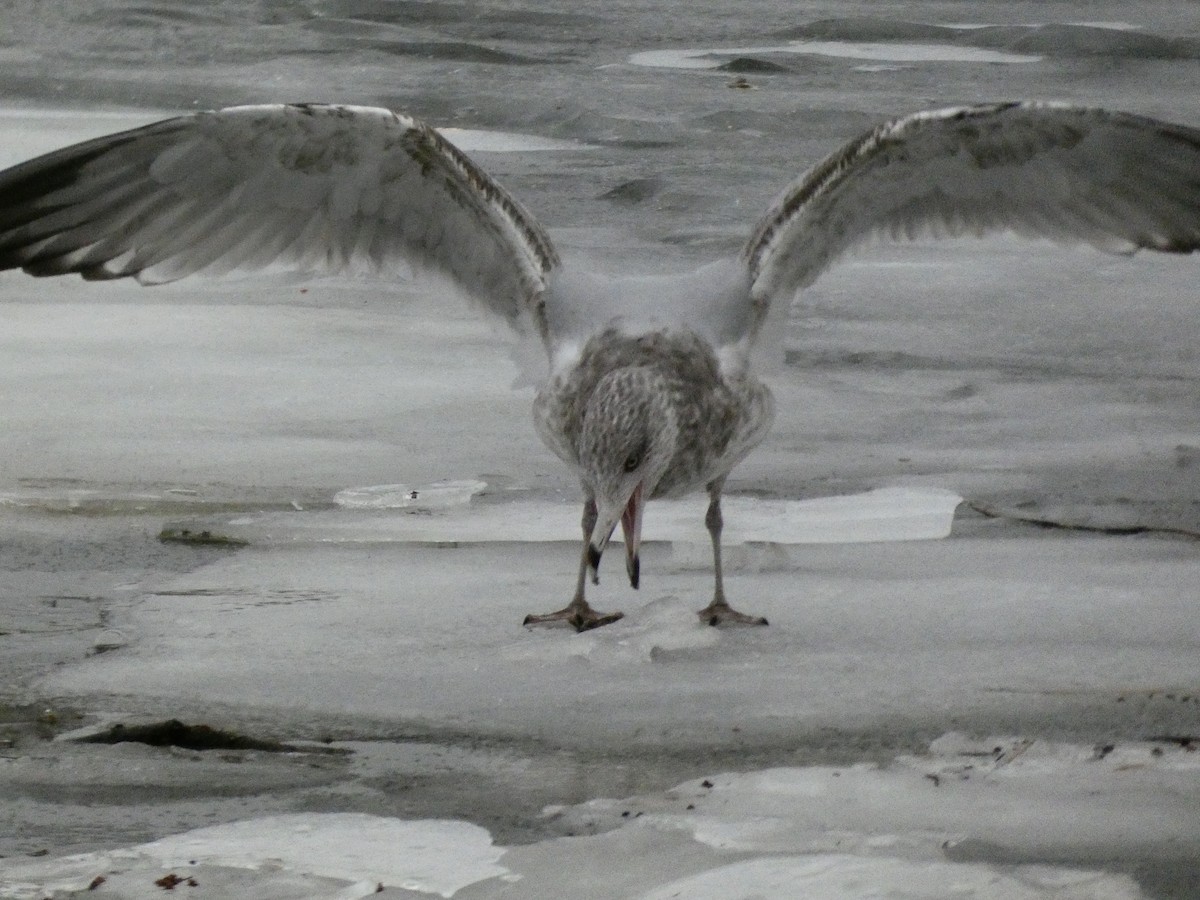 鷗亞科 - ML647320216