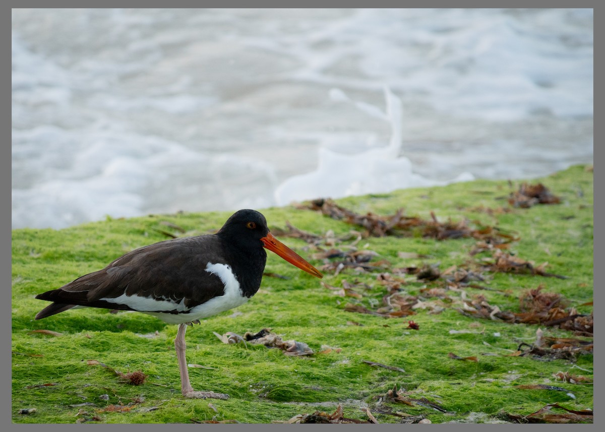 American Oystercatcher - ML647320218