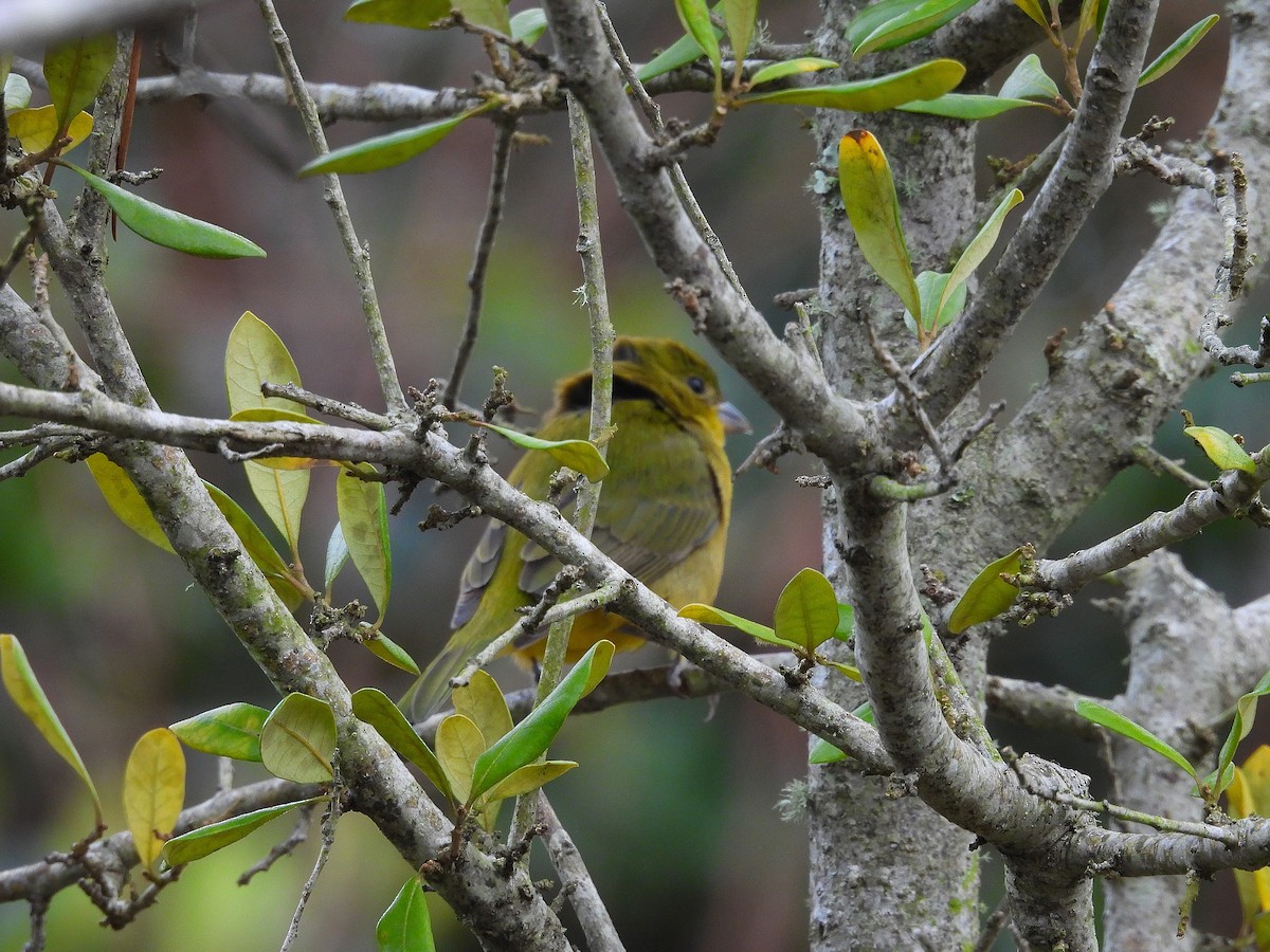 Painted Bunting - ML647320219