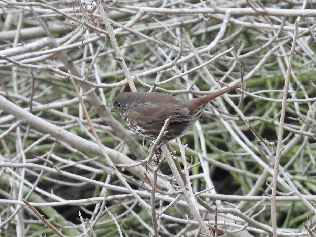 Fox Sparrow (Sooty) - ML647320220