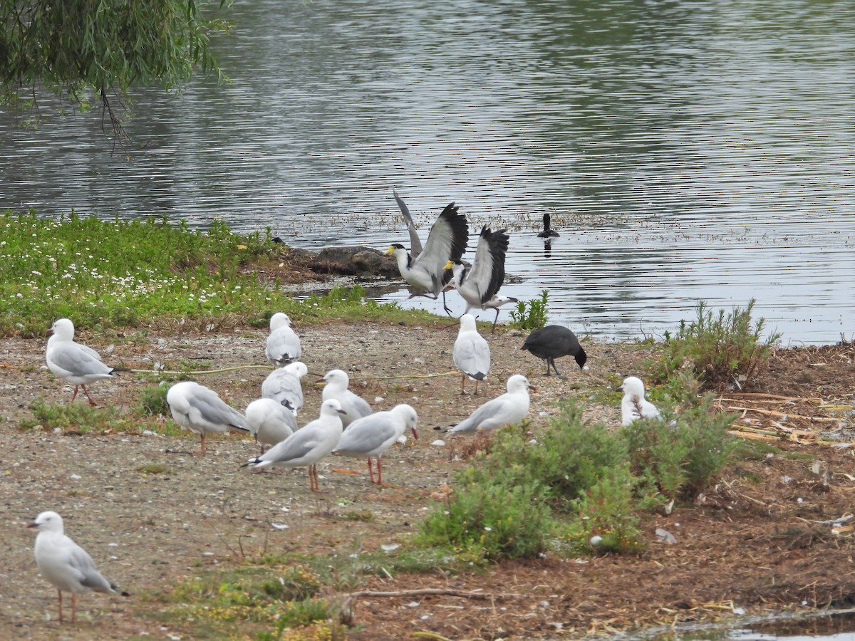 Masked Lapwing (Black-shouldered) - ML647320221
