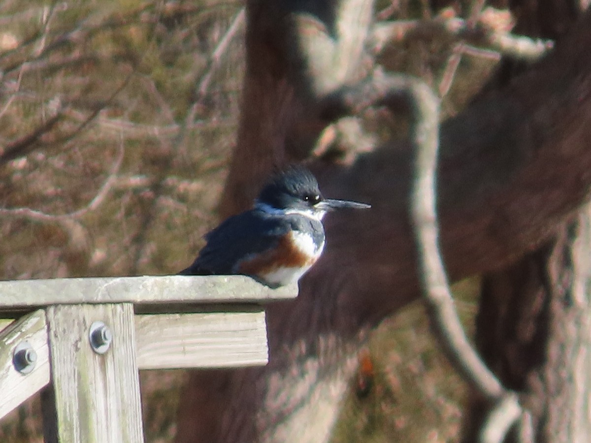 Belted Kingfisher - ML647320222
