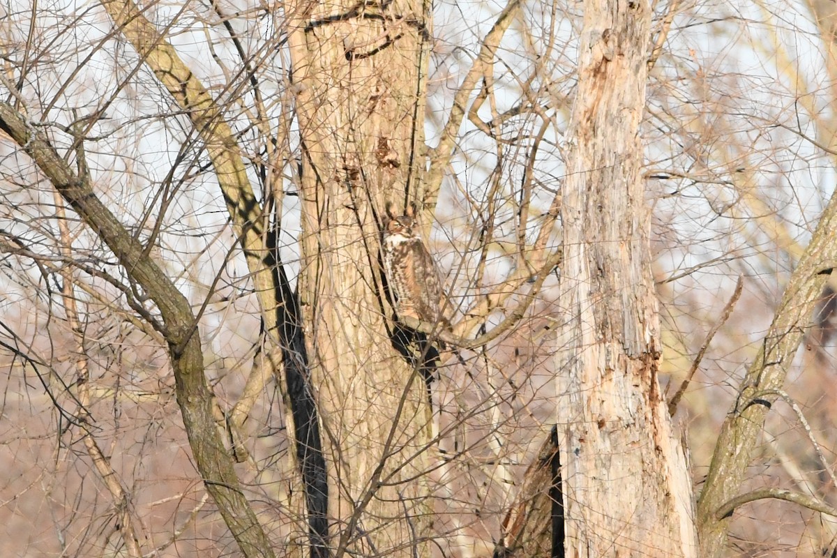 Great Horned Owl - ML647320224