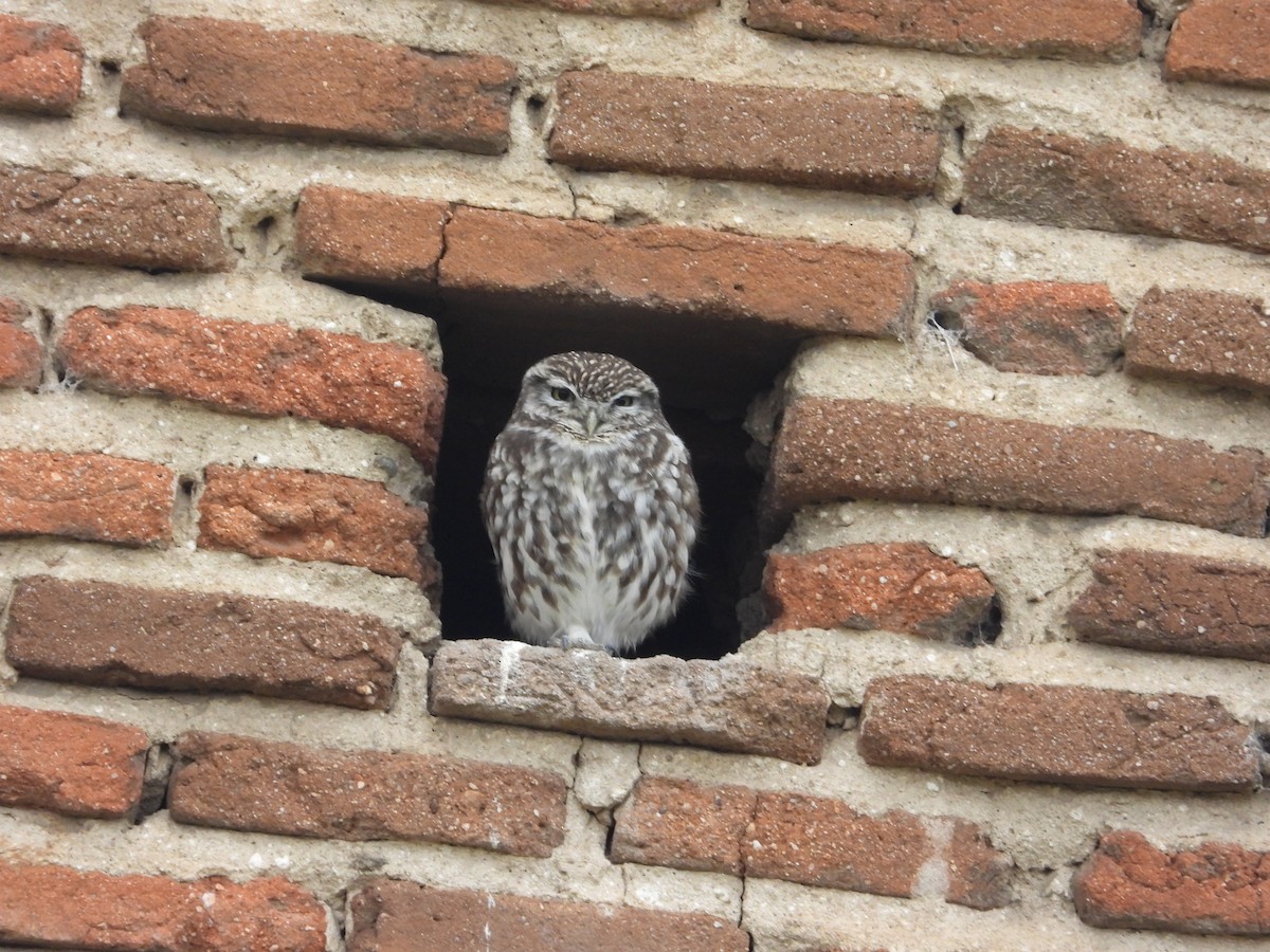 縱紋腹小鴞 - ML647320225