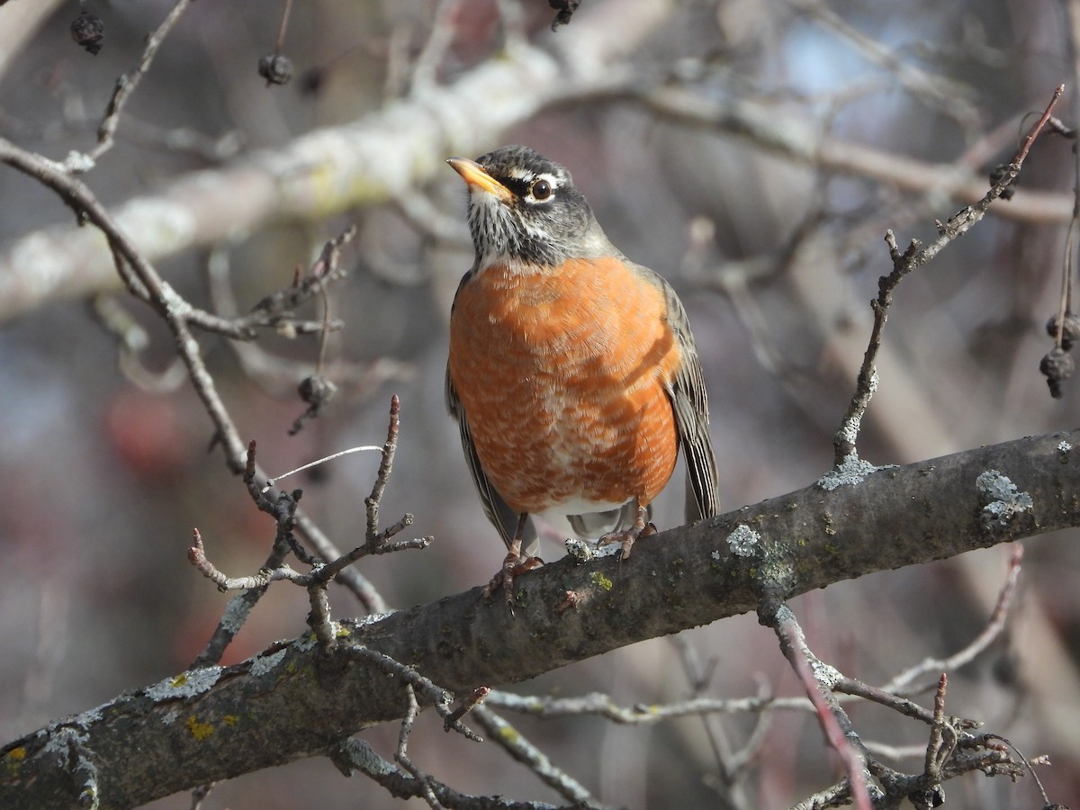 American Robin - ML647320226