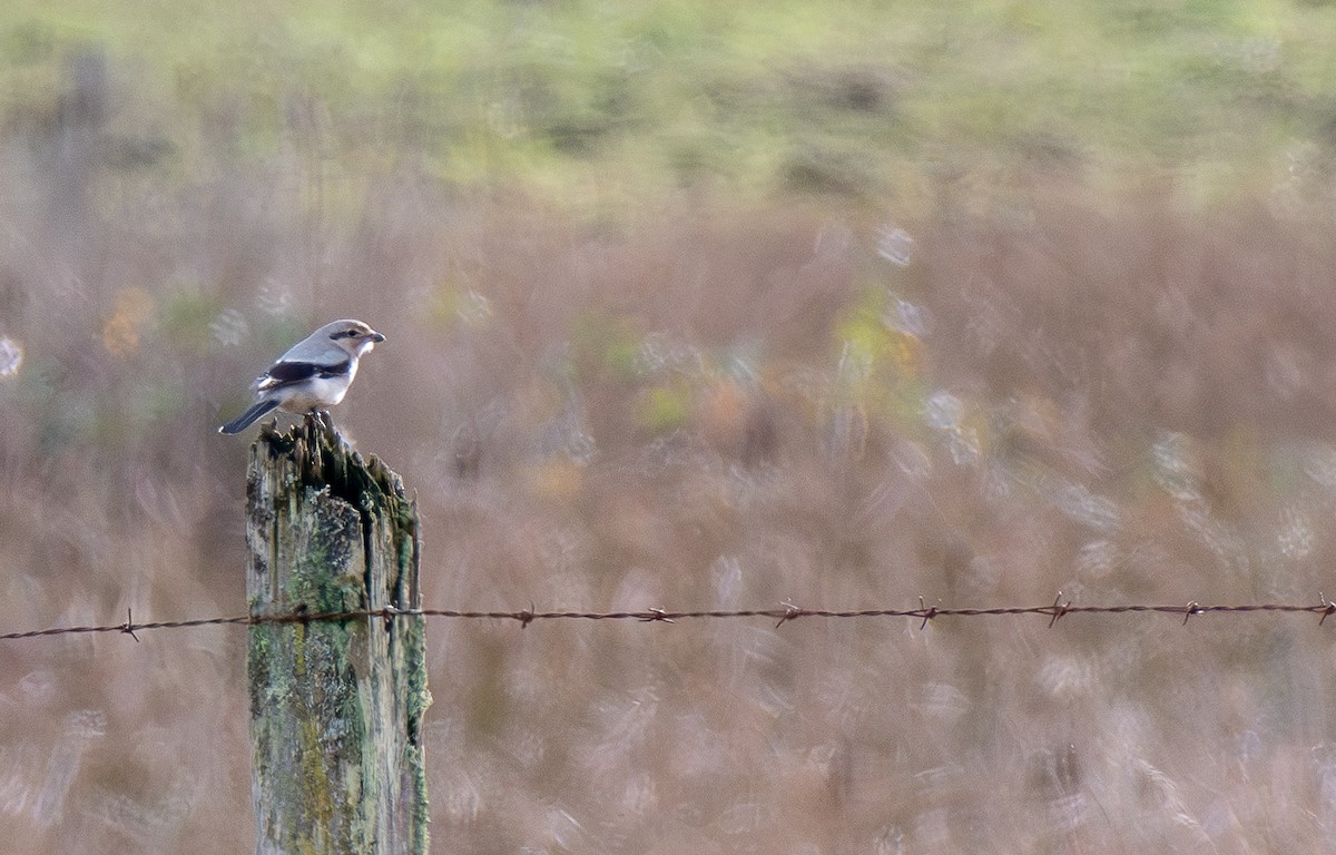 Northern Shrike - ML647320227