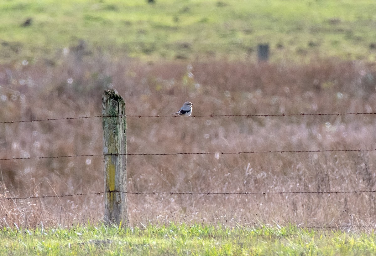Northern Shrike - ML647320228
