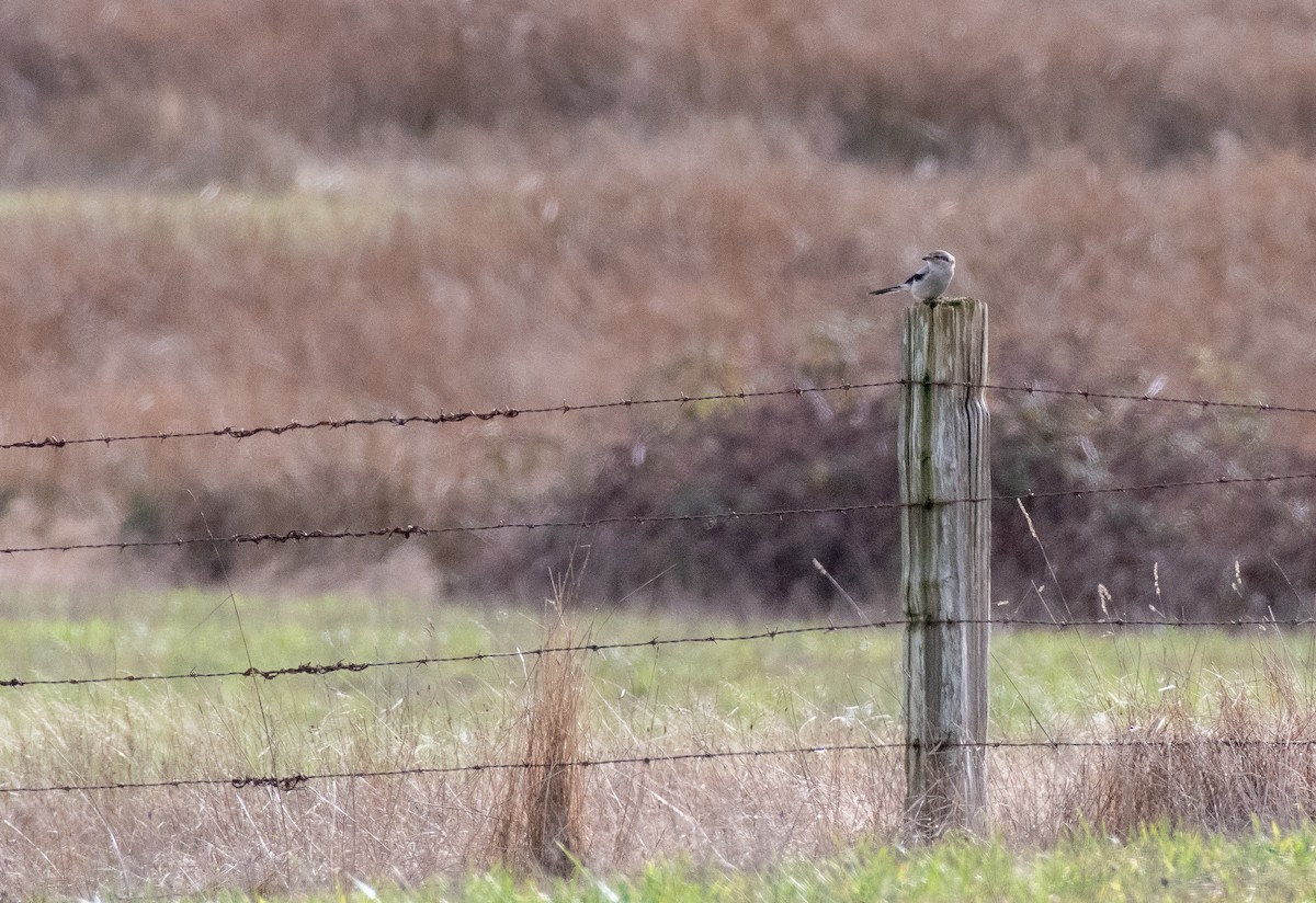 Northern Shrike - ML647320229