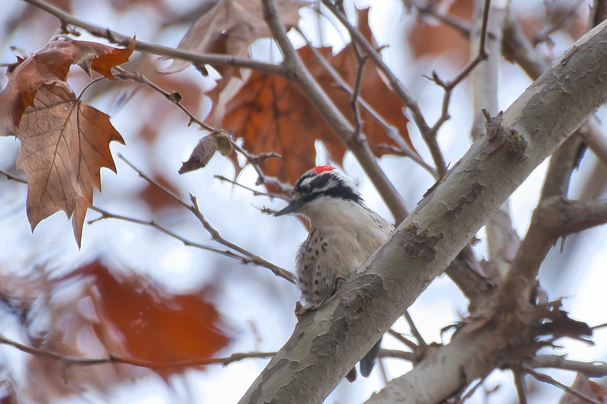 Nuttall's Woodpecker - ML647320232