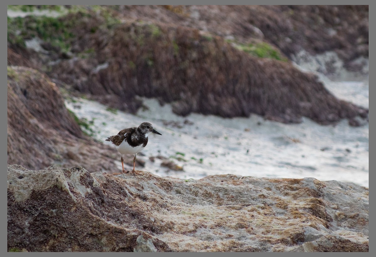 翻石鷸 - ML647320235