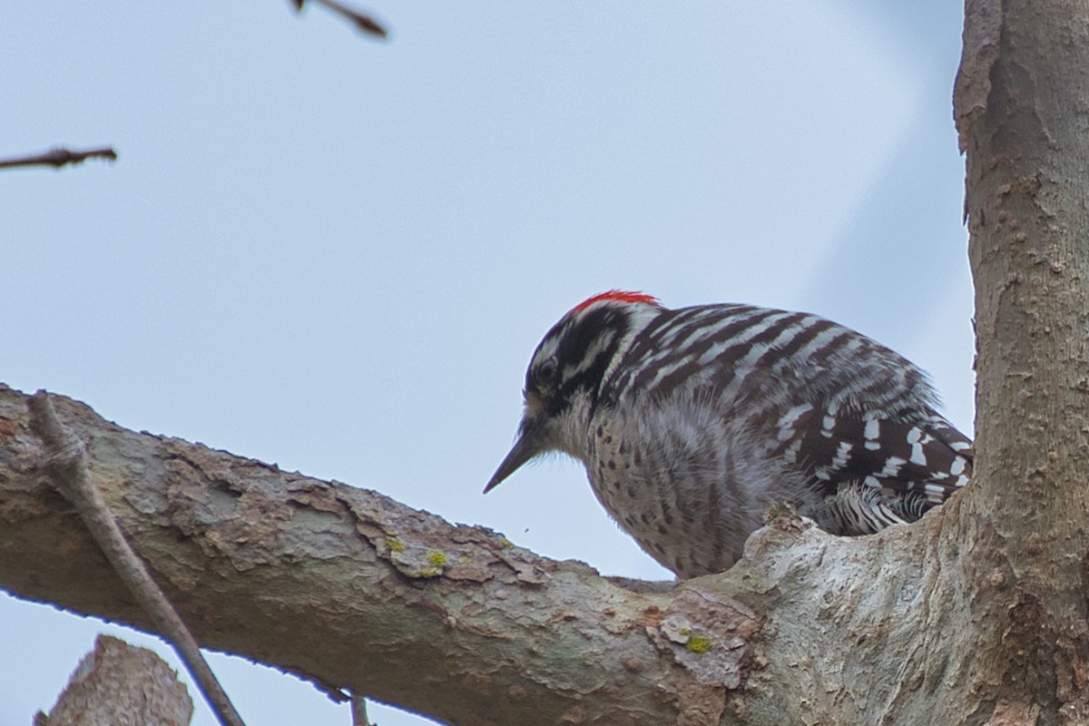 Nuttall's Woodpecker - ML647320236