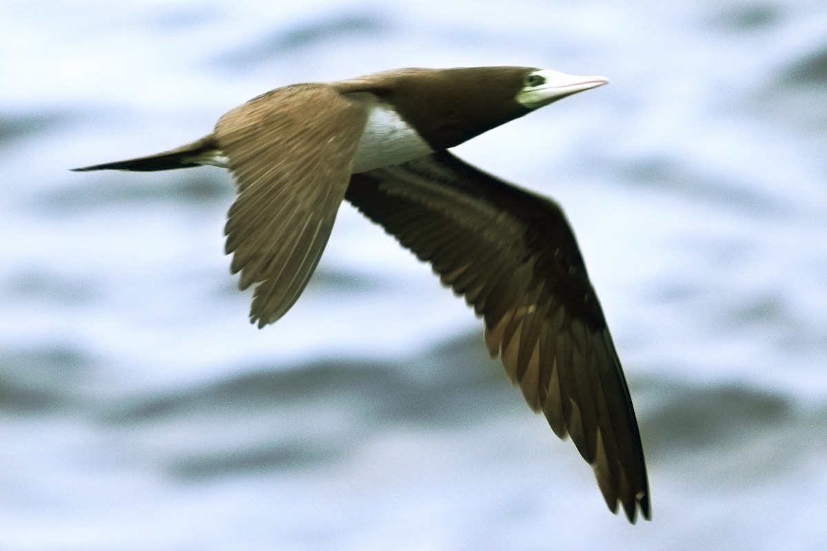 Cocos Booby - ML647320239