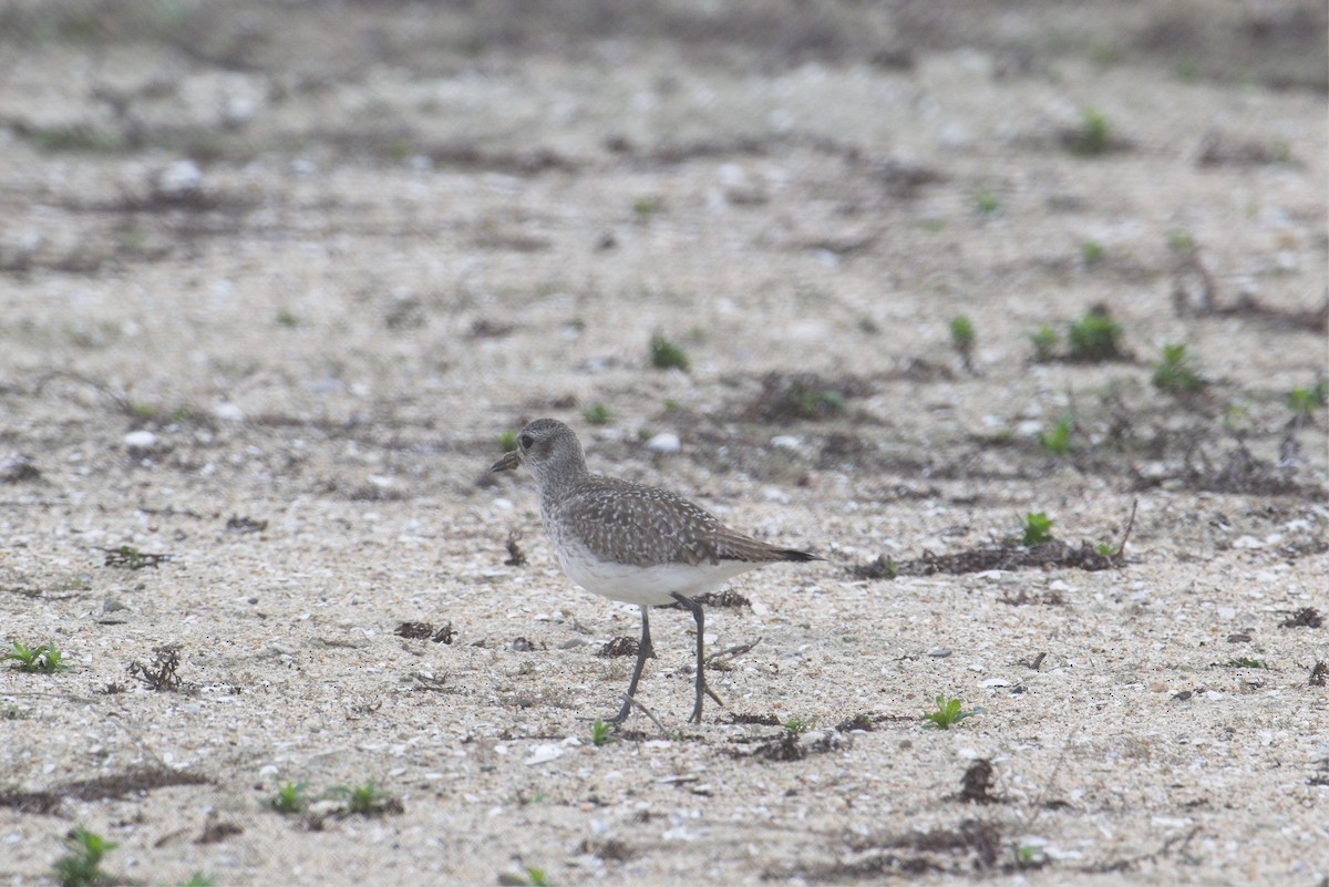 Black-bellied Plover - ML647320244