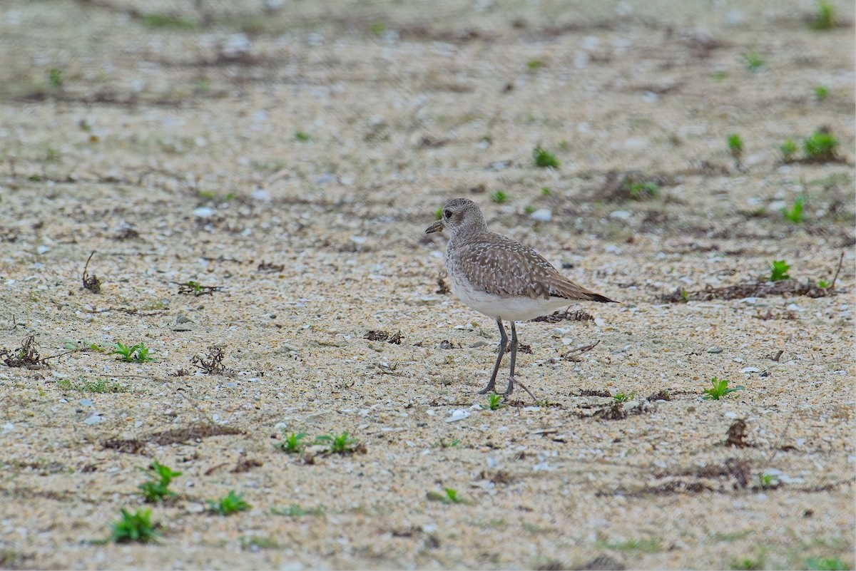Black-bellied Plover - ML647320245