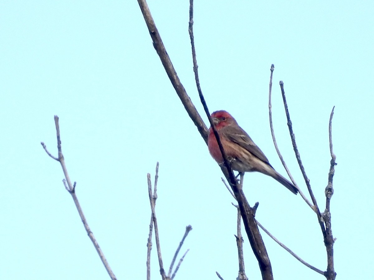 House Finch - ML647320249