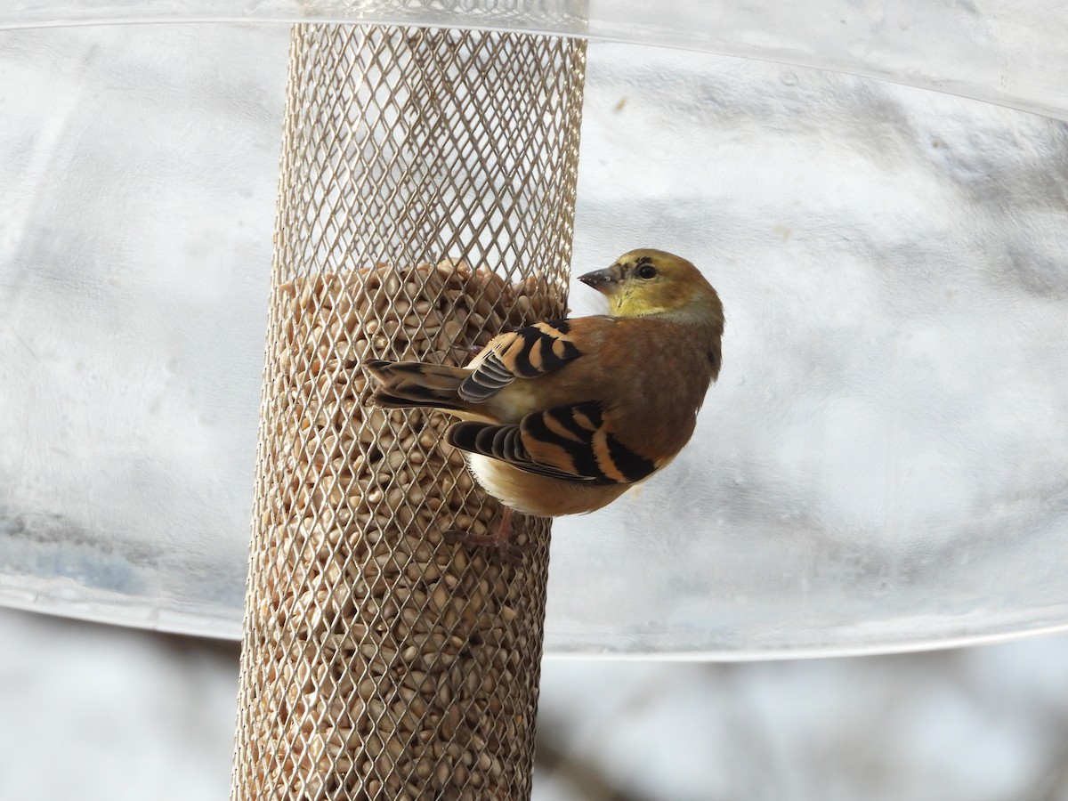 Jilguero Yanqui - ML647320252