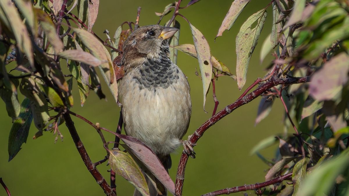House Sparrow - ML647320255