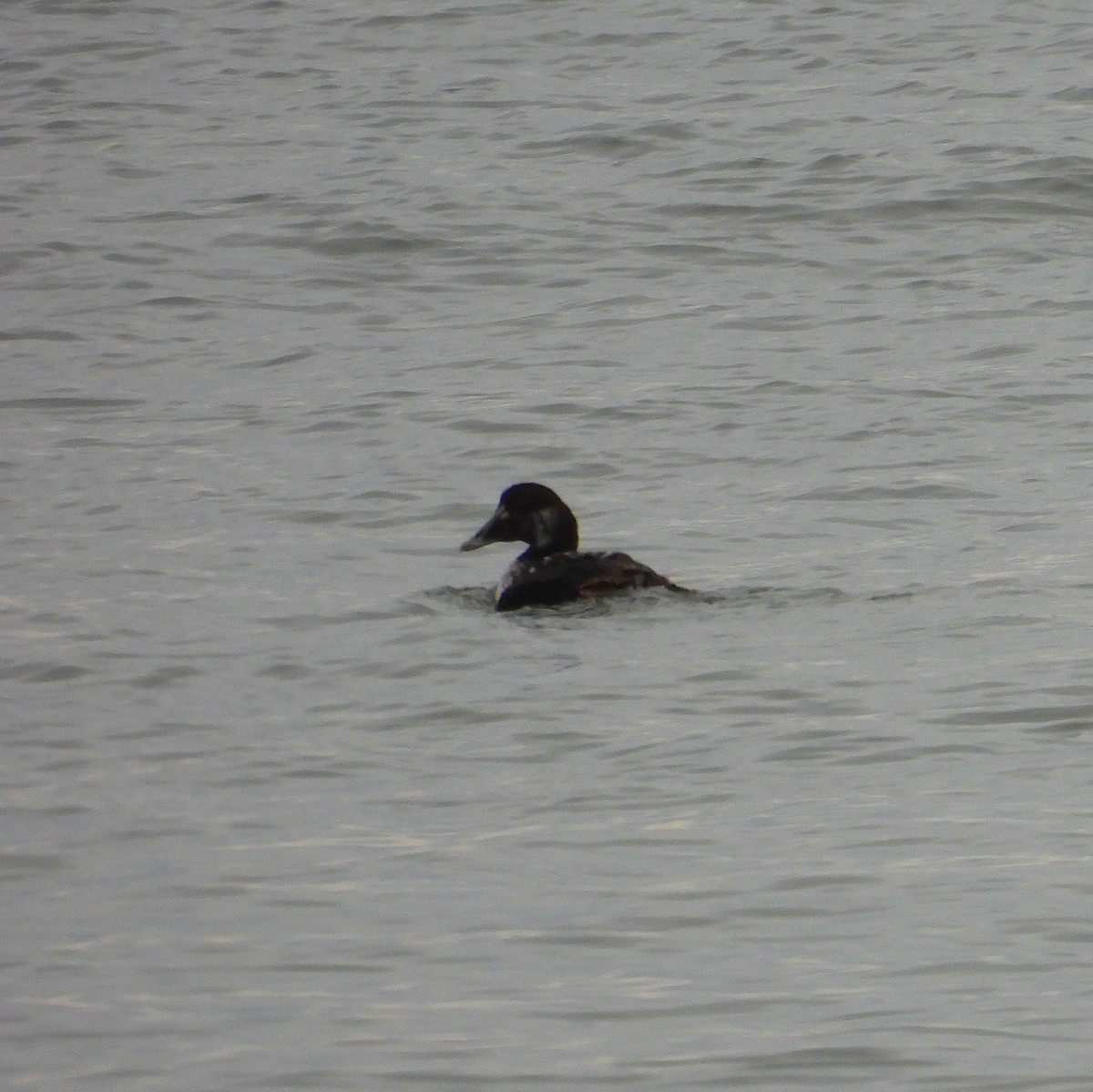 אדרית שחורת-כיפה - ML647320266