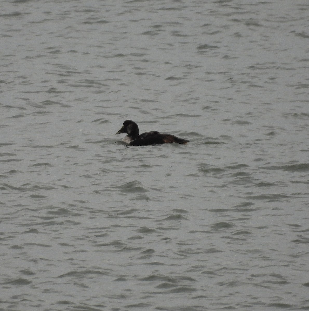 אדרית שחורת-כיפה - ML647320268