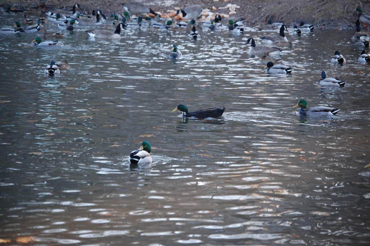 Кряква (Одомашенного типа) - ML647320269