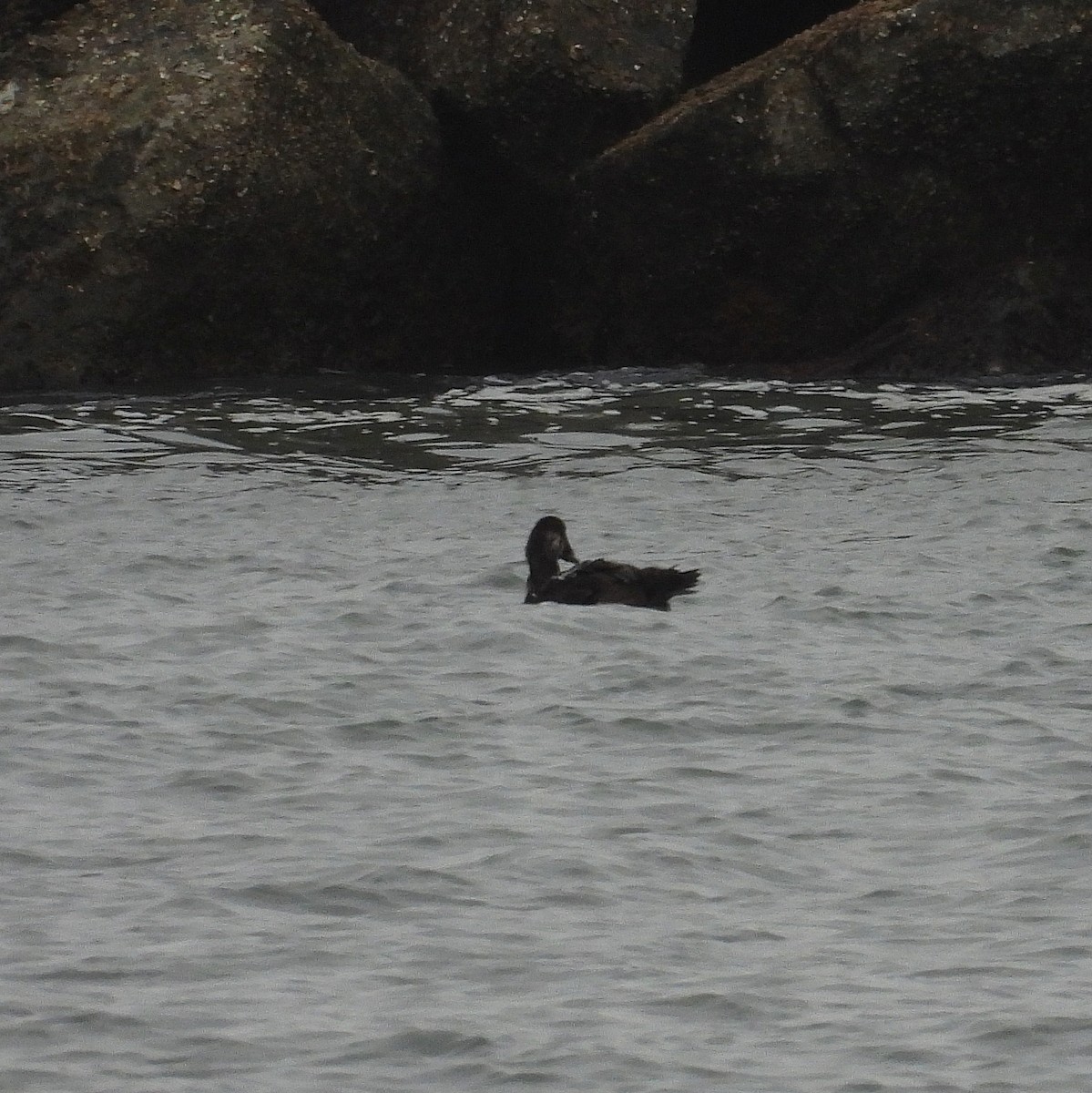 אדרית שחורת-כיפה - ML647320272