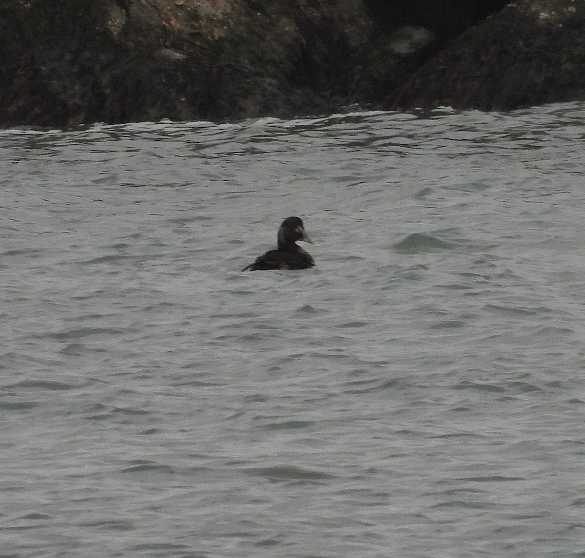 אדרית שחורת-כיפה - ML647320273