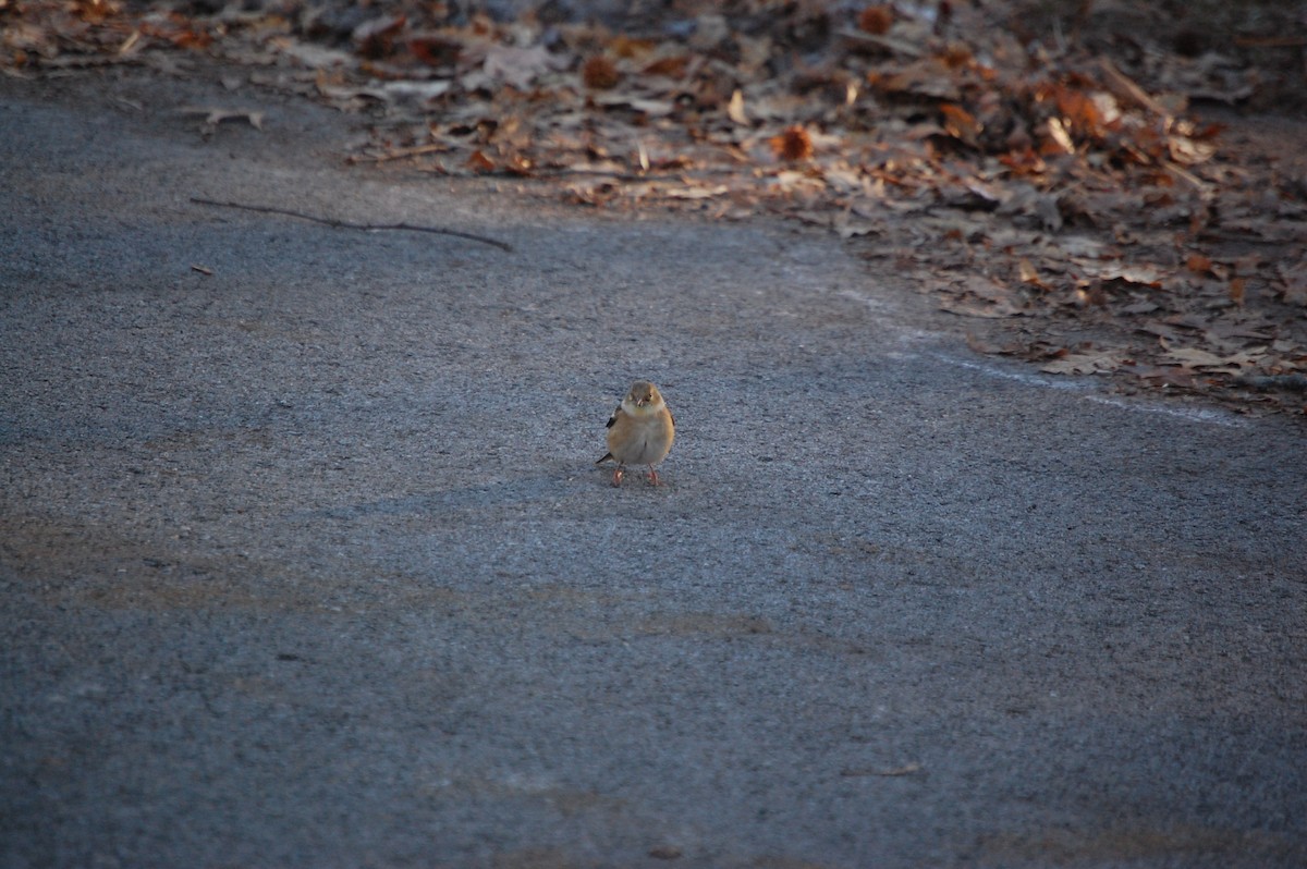 Американский чиж - ML647320278