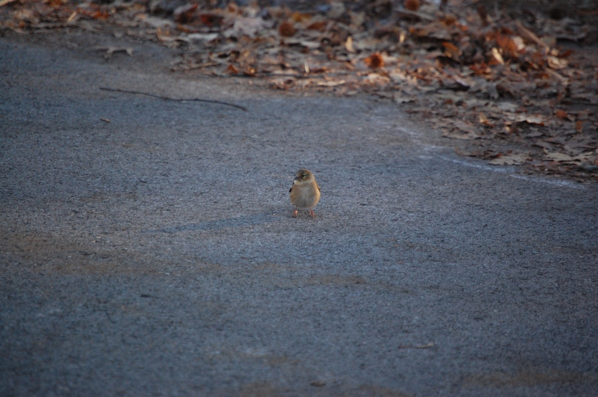 Американский чиж - ML647320280