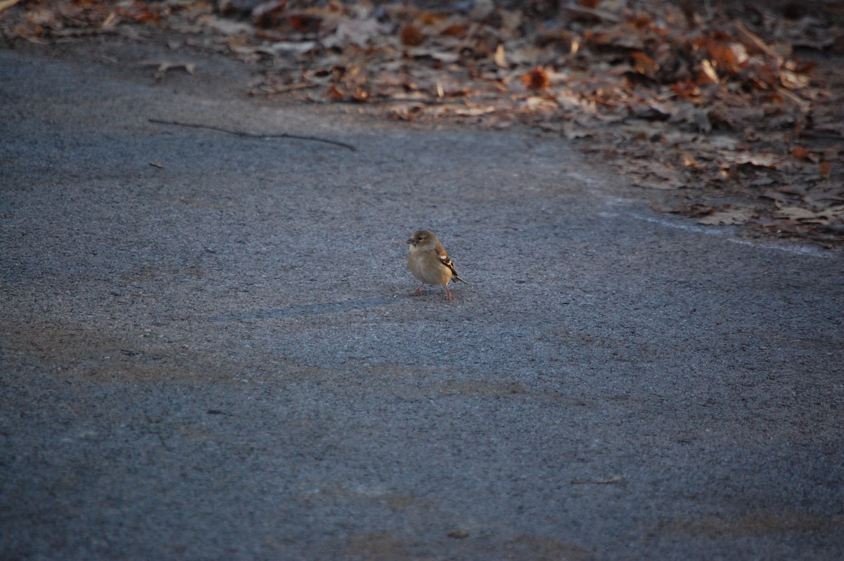 Американский чиж - ML647320282