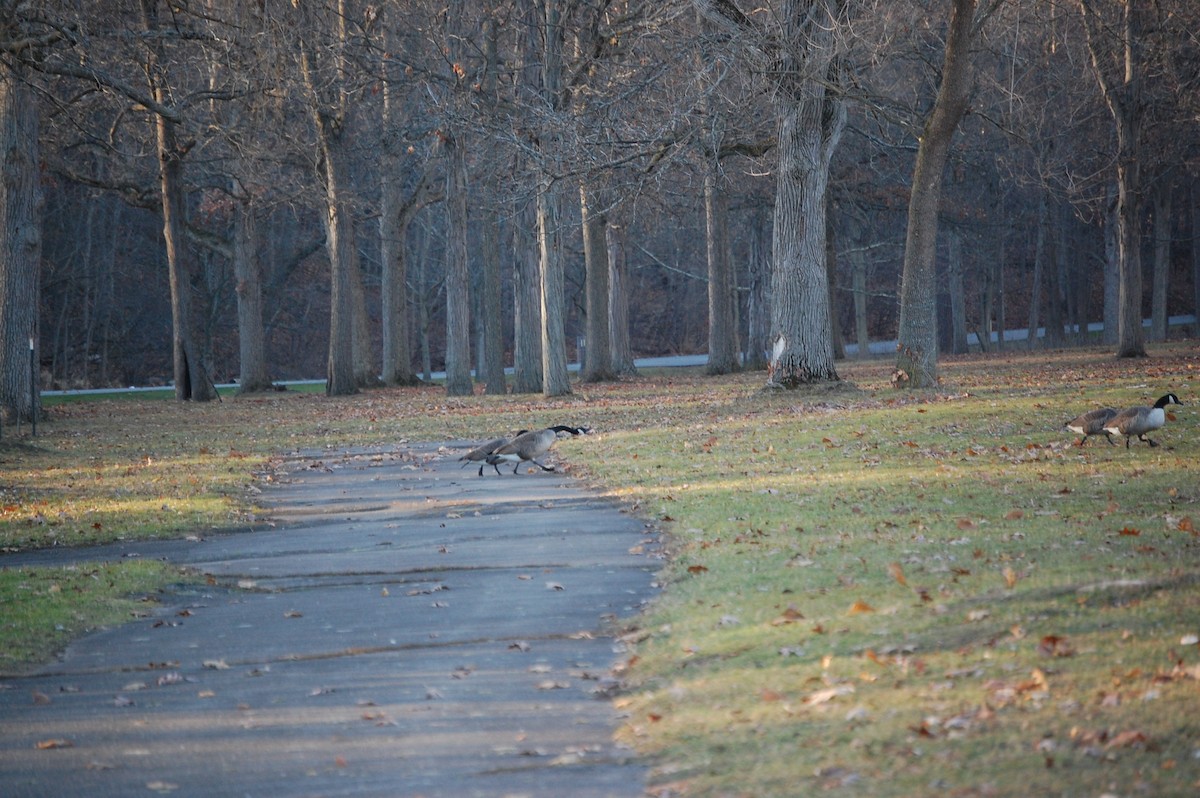 Канадская казарка - ML647320298