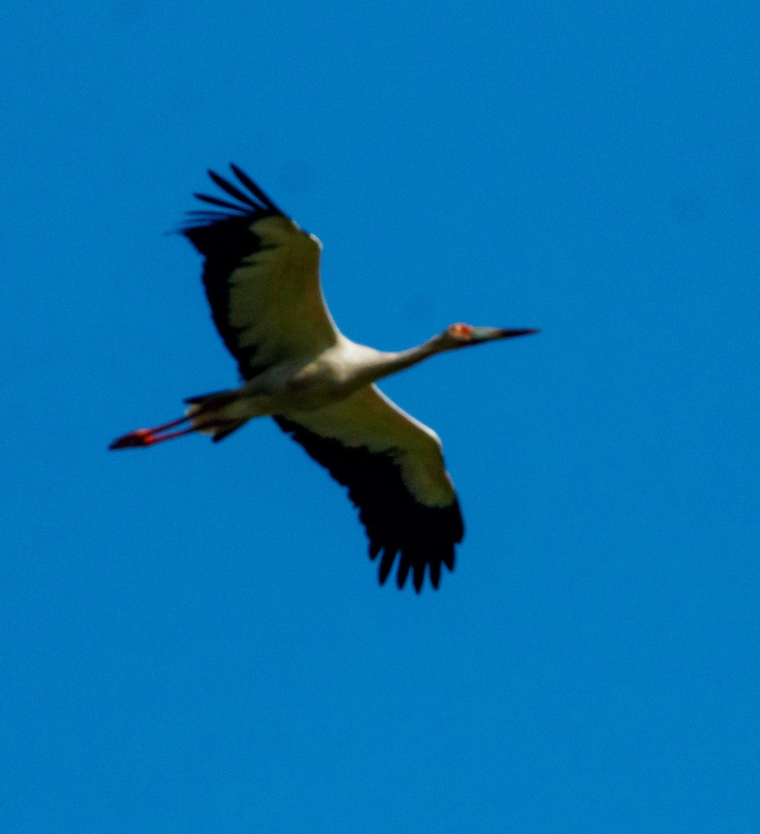 Maguari Stork - ML647320303