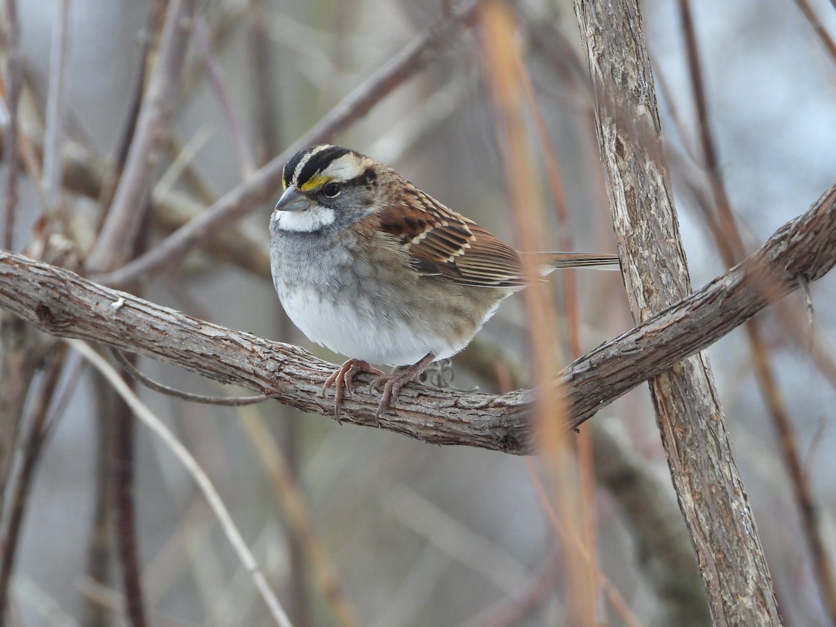 Chingolo Gorjiblanco - ML647320308