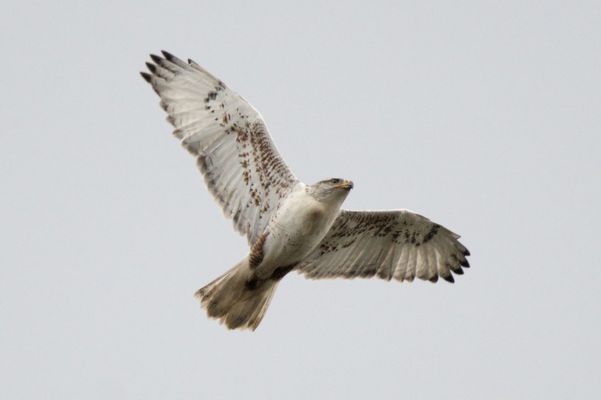 kongevåk - ML647320313