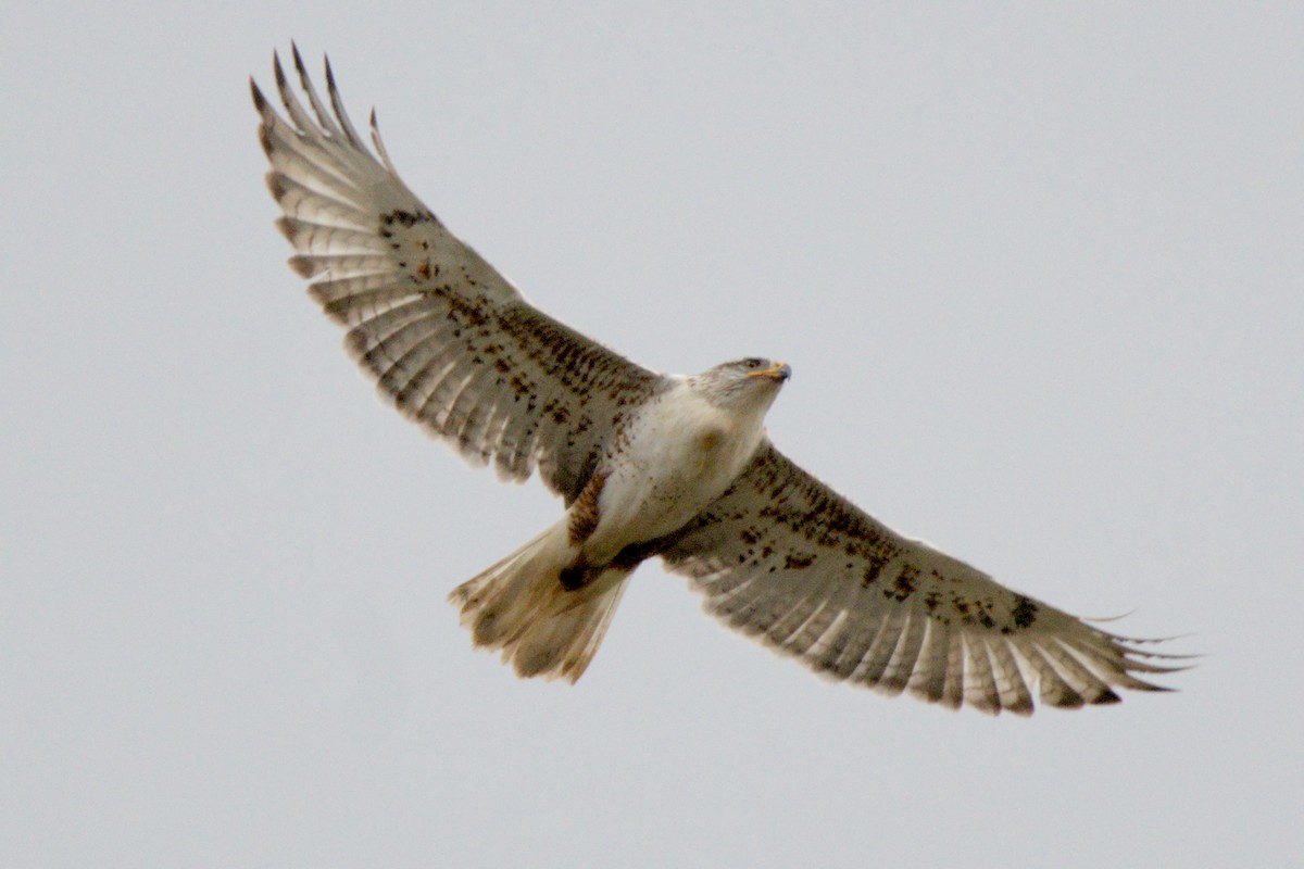 kongevåk - ML647320314