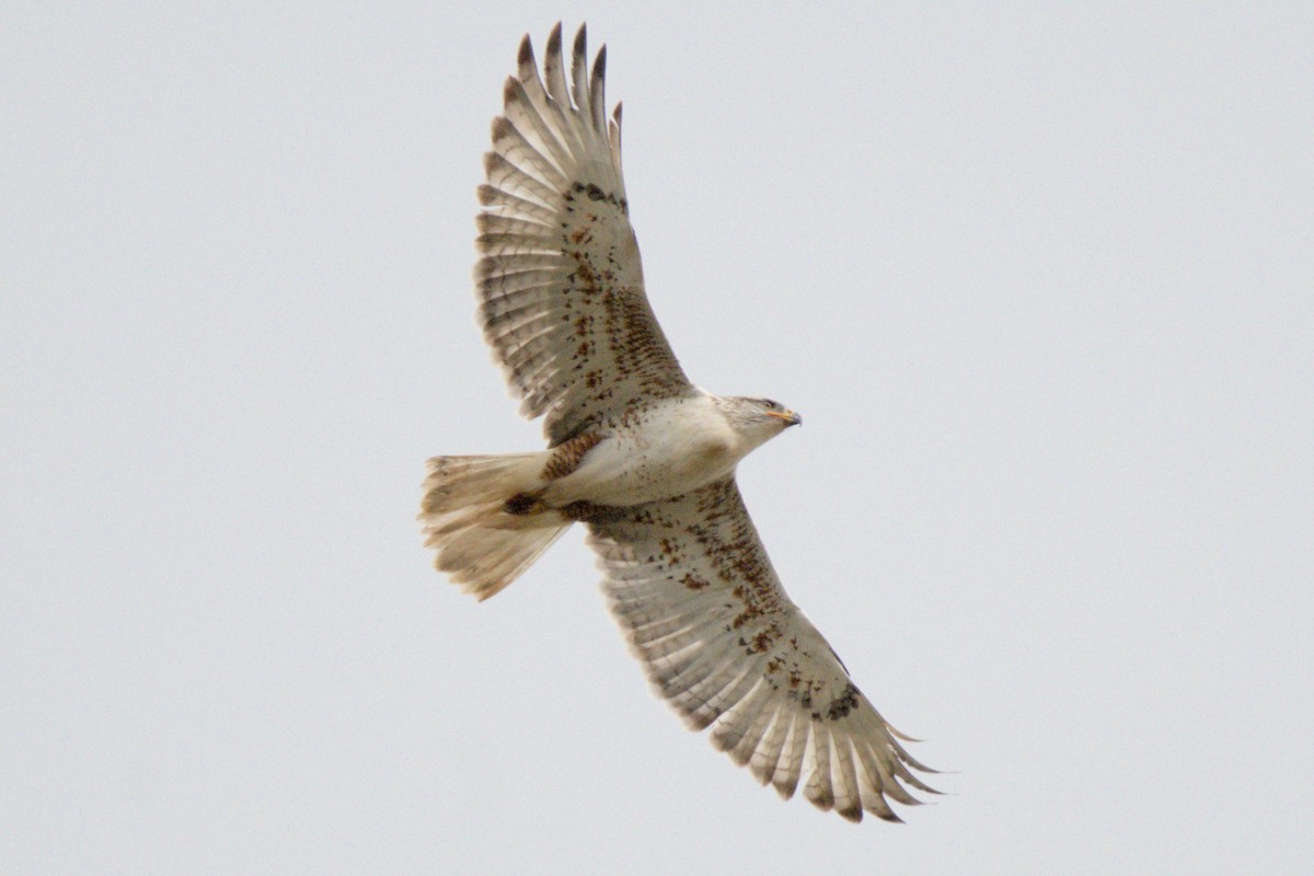 kongevåk - ML647320315