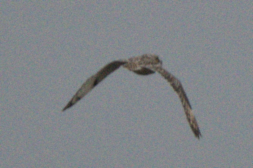 Short-eared Owl - ML647320325