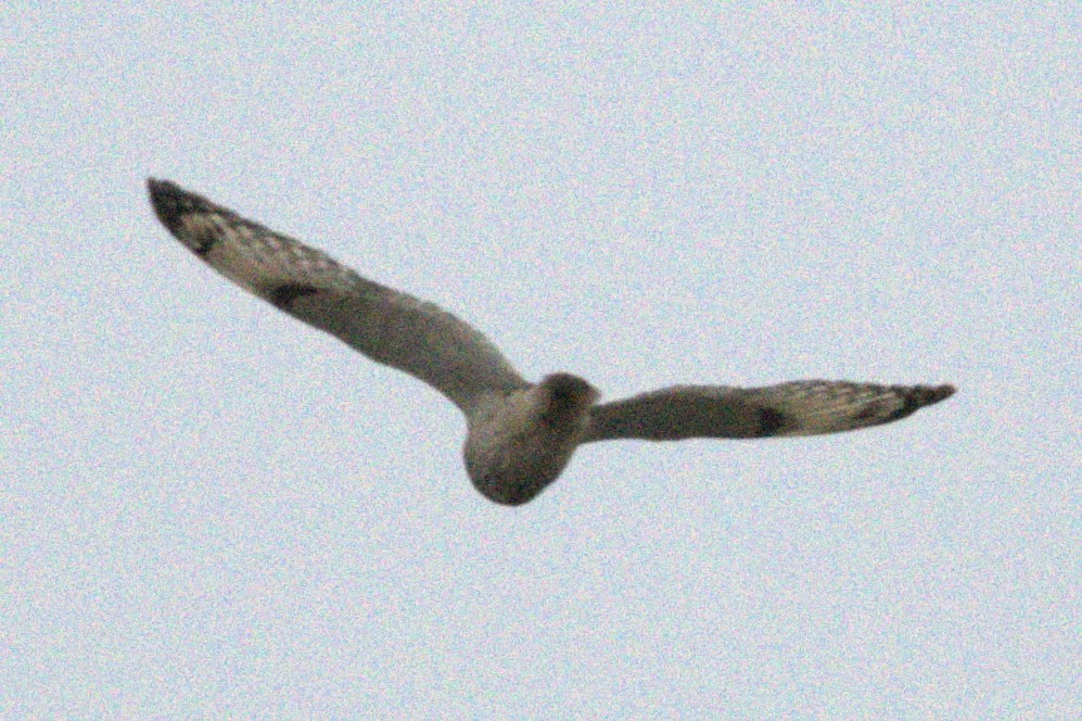 Short-eared Owl - ML647320326
