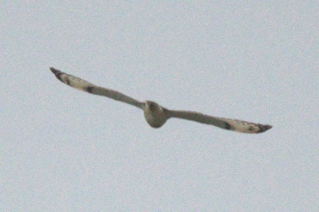 Short-eared Owl - ML647320327