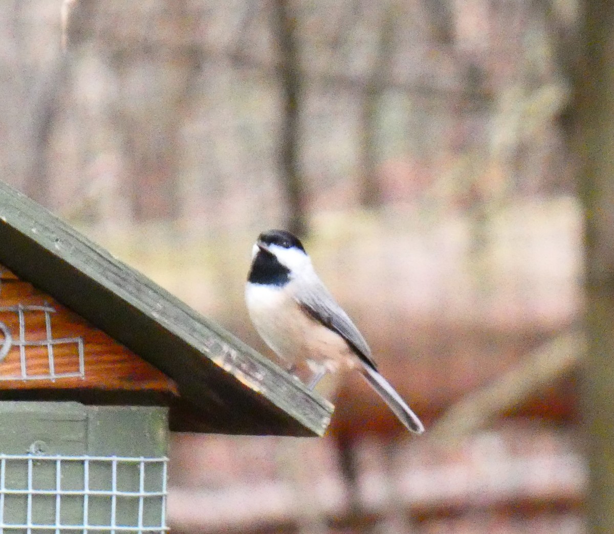 Carolina Chickadee - ML647320328
