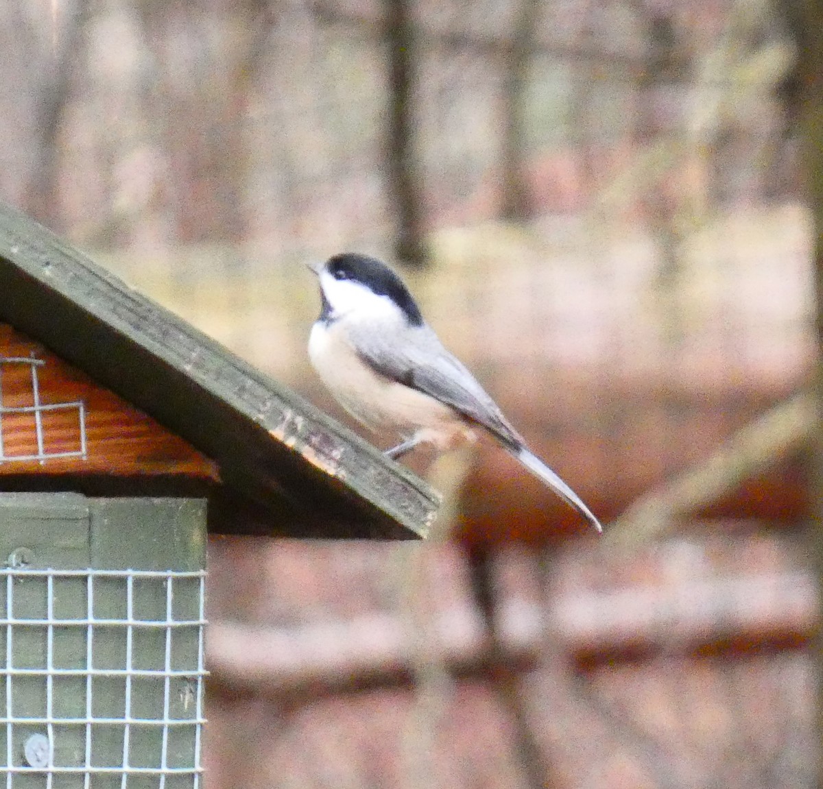 Carolina Chickadee - ML647320329